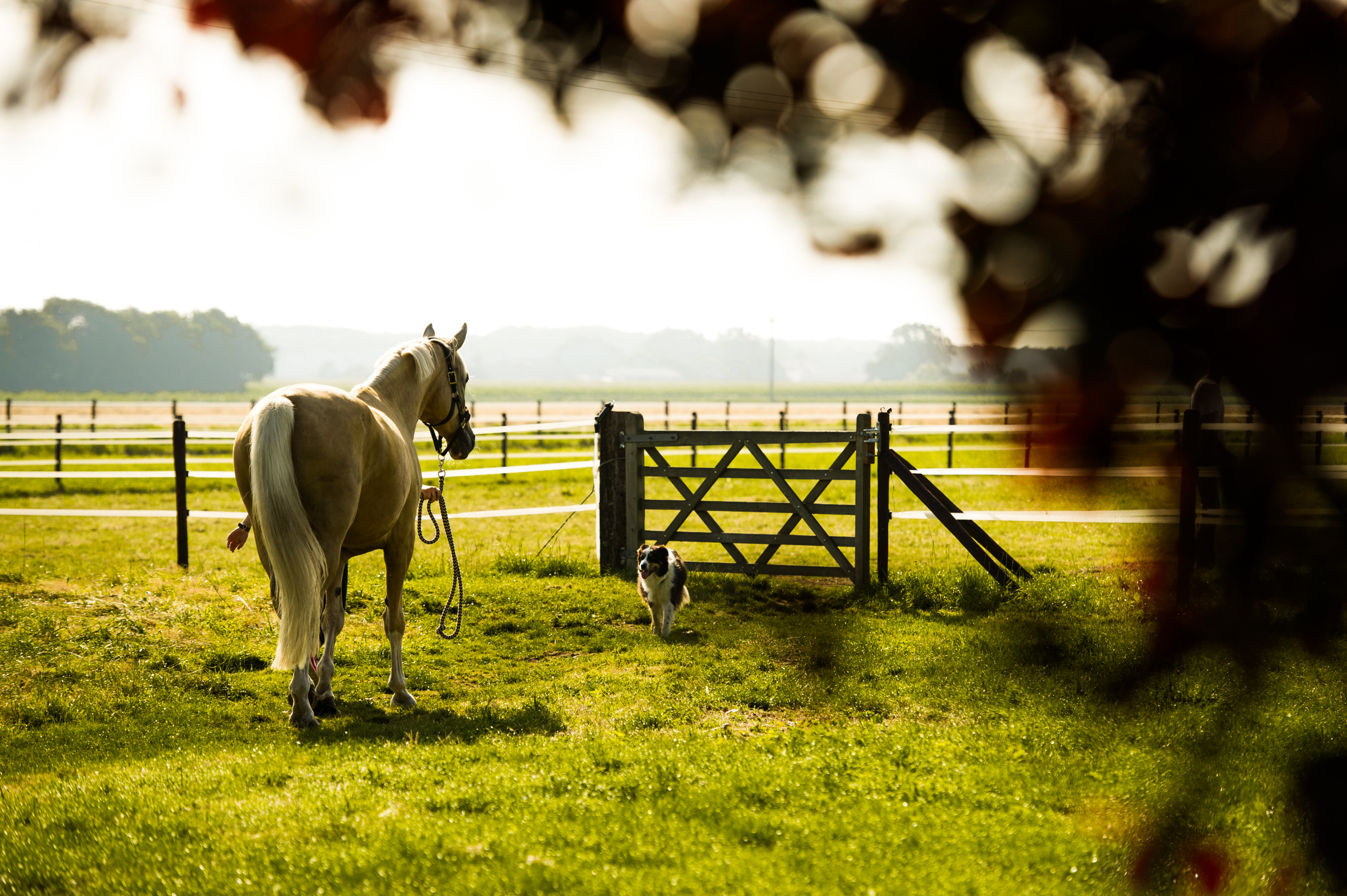 Ein falbenfarbenes Pferd wird am Halfter auf die Weide gebracht. Die Morgensonne scheint warm auf die saftig grünen Wiesen. Es ist friedlich.