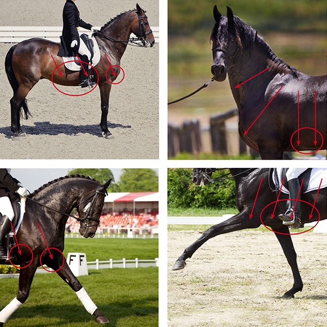 Vier Bilder in Serie, die Pferde zeigen, die einen deutlich abgesenkten Brustkorb aufweisen: dies unter dem Sattel beim Dressurpferd, aber auch ohne Reiter in Friese mit hochaufgerichteter Kopfhaltung.