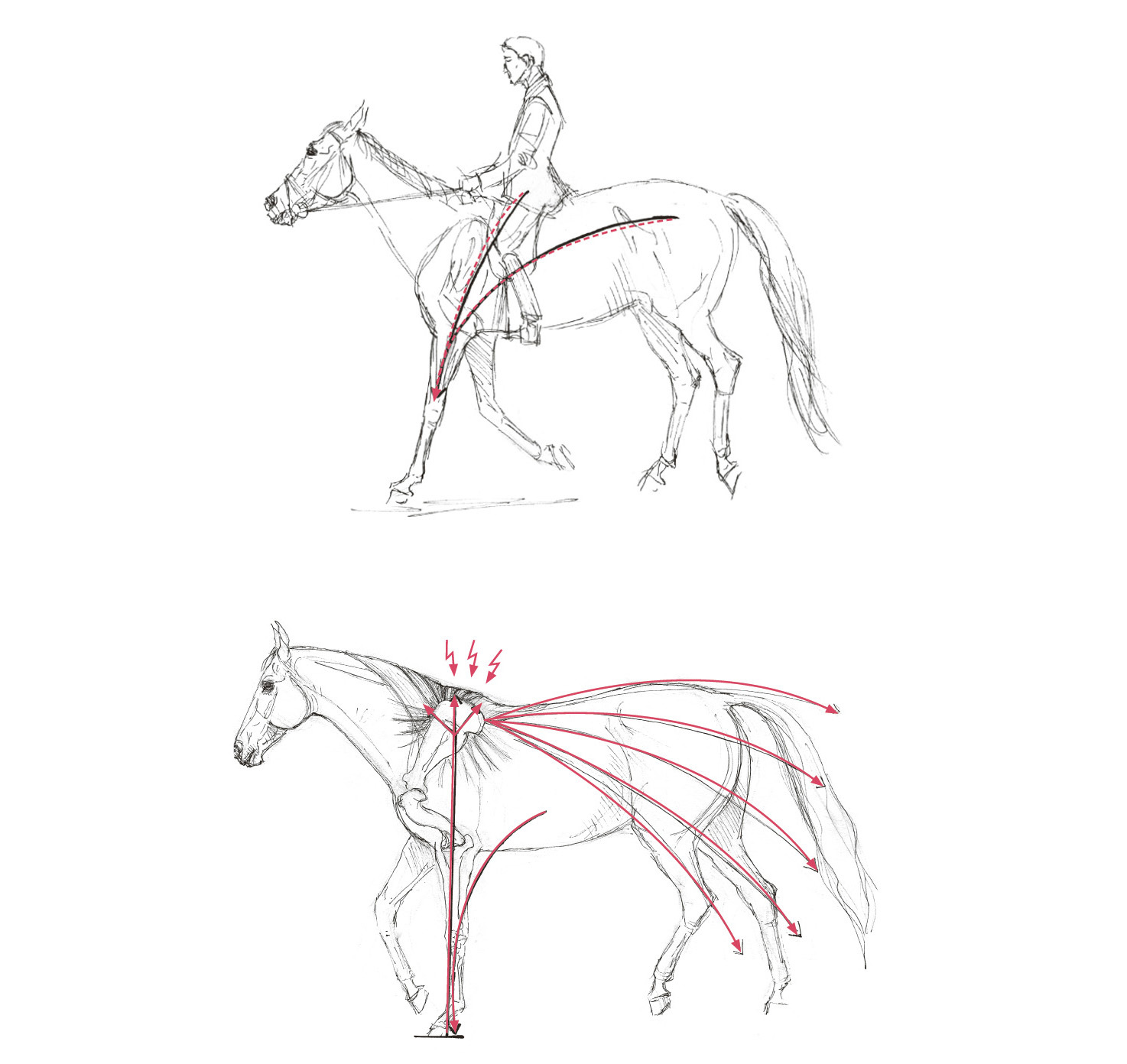 Die obere Zeichnung stellt eine Pferd dar, das einen Reiter auf ungesunde Weise trägt: Der Pferdekopf ist hoch in die Luft gestreckt, das Gewicht des Reiters drückt auf den Rumpf und die Vorhand des Pferdes. Rote Pfeile illustrieren, dass das Gewicht der Reiters in dieser Haltung auf den Vorderbeinen liegt. Das untere Bild zeigt ein Pferd ohne Reiter. Die Zeichnung visualisiert den Moment des Abstützens auf dem Vorderbein im Schritt. Rot eingezeichnet sind die negativen Kräfte, die in diesem Moment auf den Vorderhuf, den Widerristbereich und den Trapezmuskel wirken.
