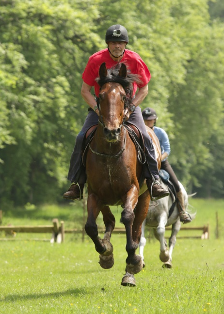 Sally, 15 years, Irish sports horse